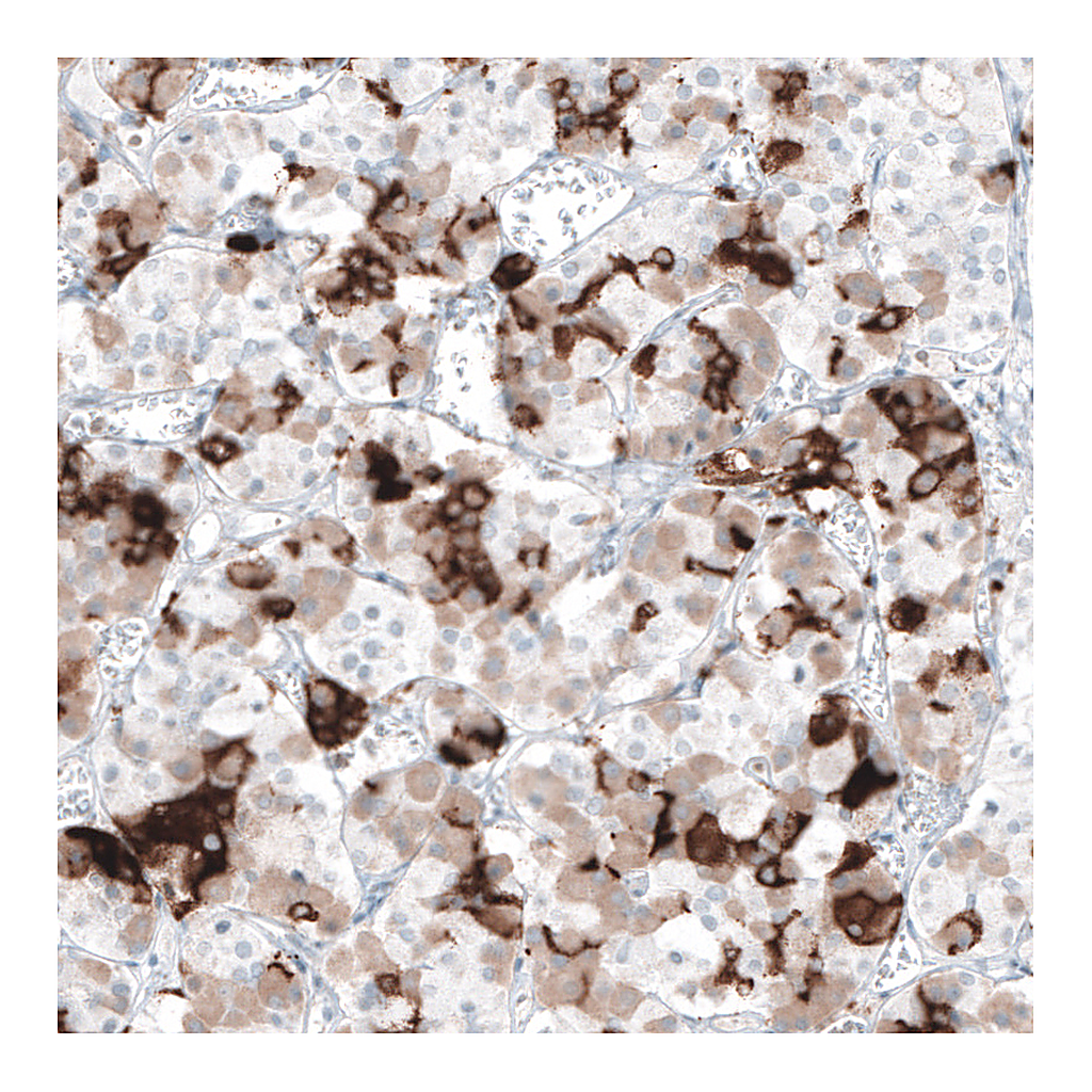 Atlas Antibodies Anti-PRL Antibody