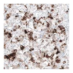 Atlas Antibodies Anti-PRL Antibody