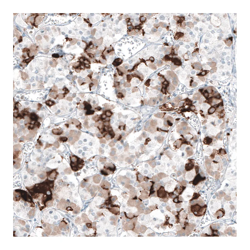 Atlas Antibodies Anti-PRL Antibody