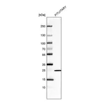Atlas Antibodies Anti-PRL Antibody