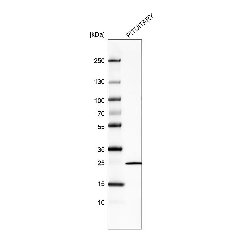 Atlas Antibodies Anti-PRL Antibody