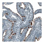 Atlas Antibodies Anti-PROM1 Antibody
