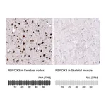 Atlas Antibodies Anti-RBFOX3 Antibody