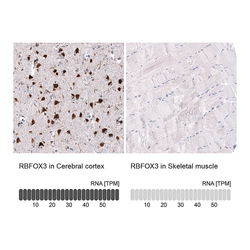 Atlas Antibodies Anti-RBFOX3 Antibody