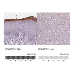 Atlas Antibodies Anti-RNASE7 Antibody