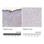 Atlas Antibodies Anti-RNASE7 Antibody