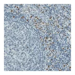 Atlas Antibodies Anti-RUNX2 Antibody