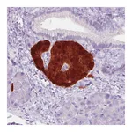 Atlas Antibodies Anti-SCGN Antibody