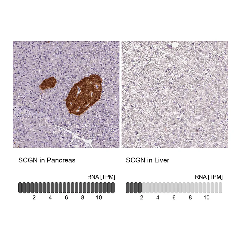 Atlas Antibodies Anti-SCGN Antibody