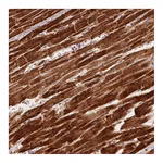 Atlas Antibodies Anti-SDHB Antibody