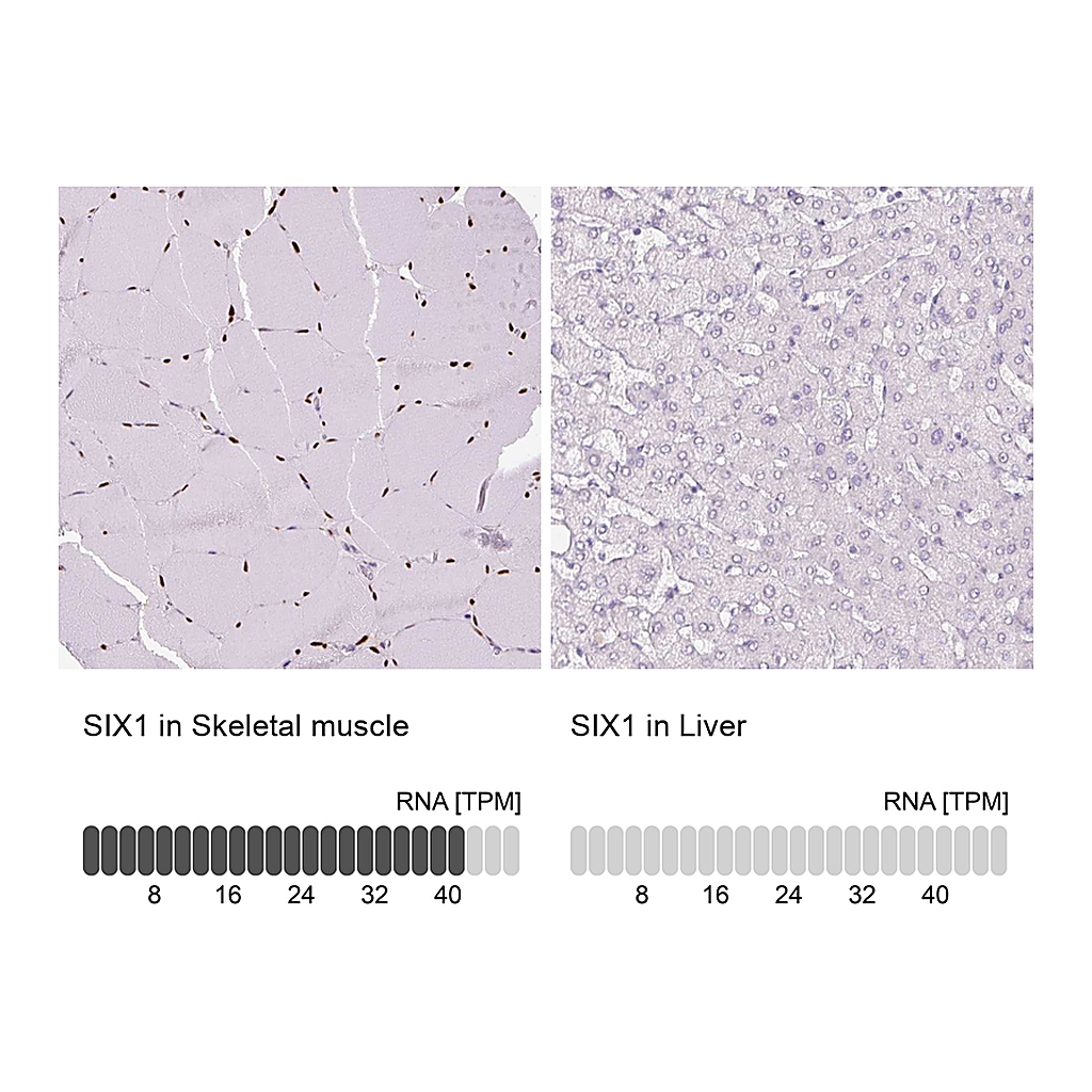 Atlas Antibodies Anti-SIX1 Antibody