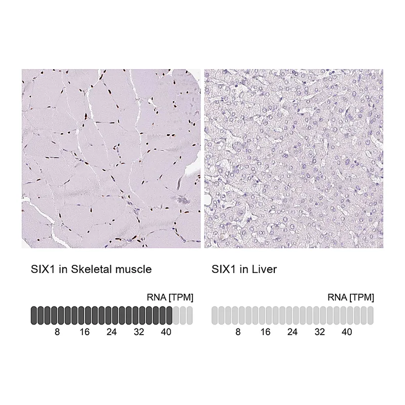 Atlas Antibodies Anti-SIX1 Antibody