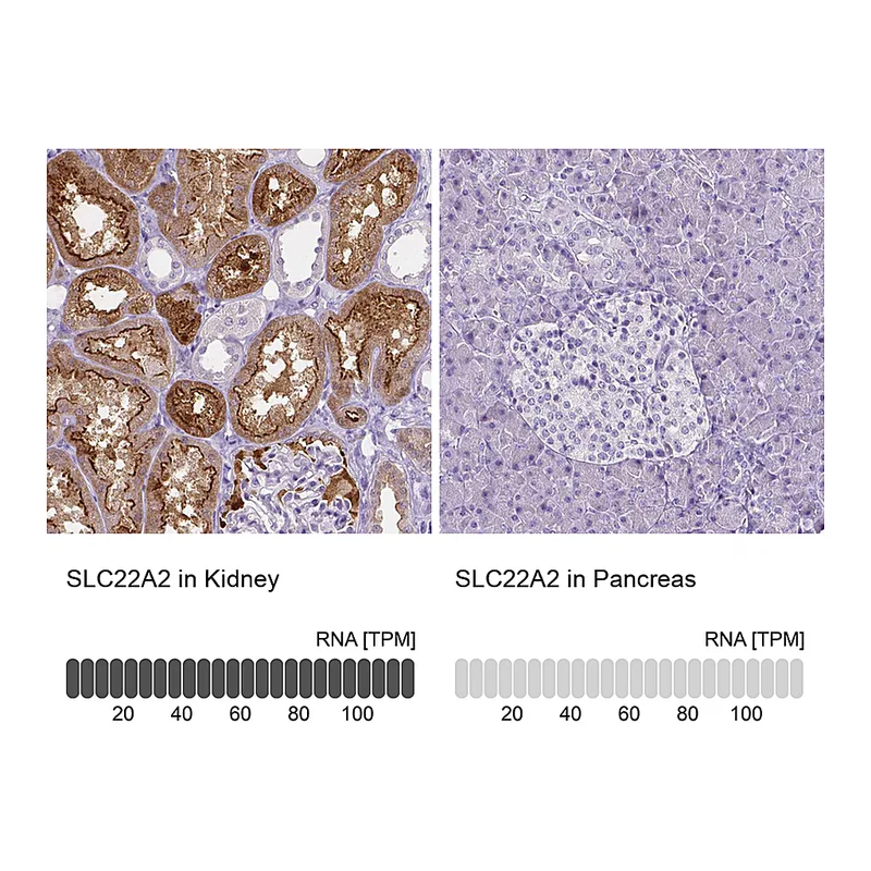 Atlas Antibodies Anti-SLC22A2 Antibody
