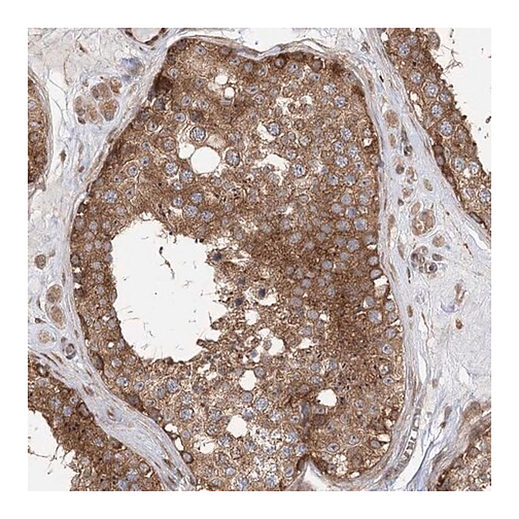 Merck Anti-C12orf4 antibody produced in rabbit