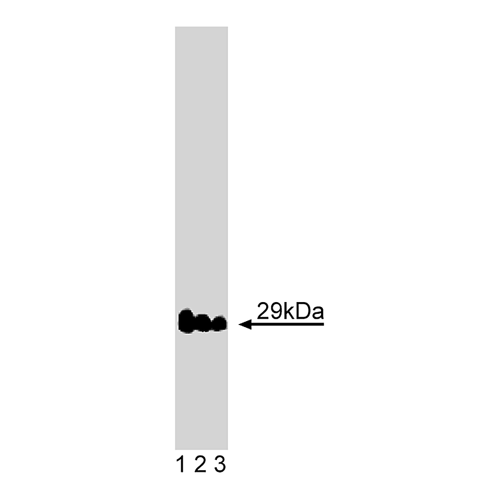 BD Purified Mouse Anti-Vti1a