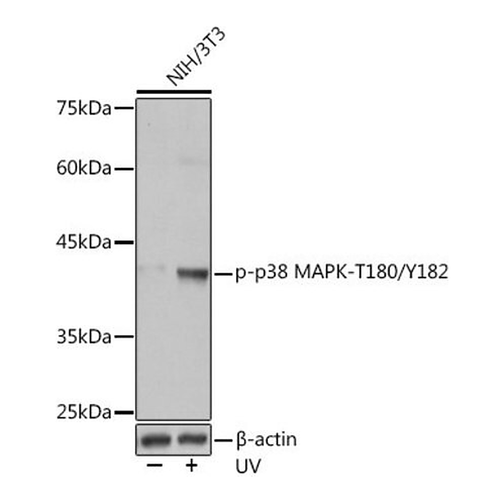 Merck Anti-Phospho-p38 MAPK-T180/Y182 antibody produced in rabbit