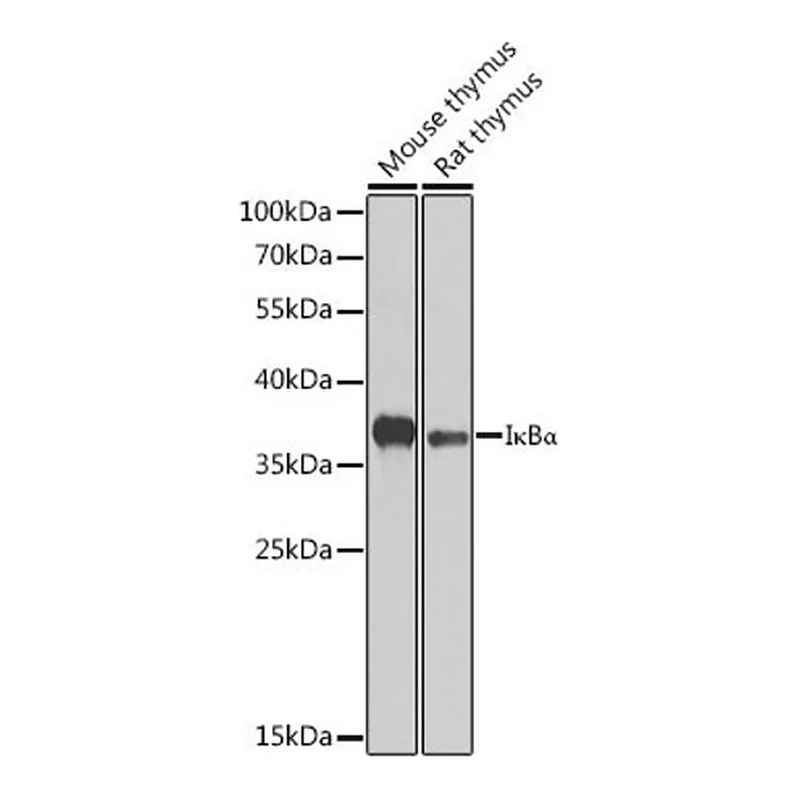 Merck Anti- IkappaBalpha antibody produced in rabbit