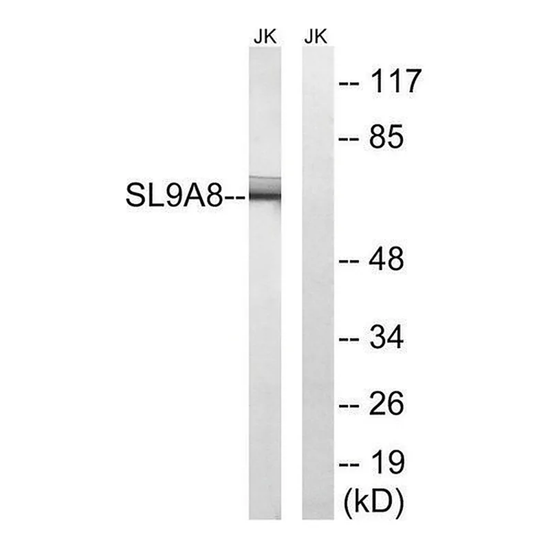 Merck Anti-SLC9A8 antibody produced in rabbit