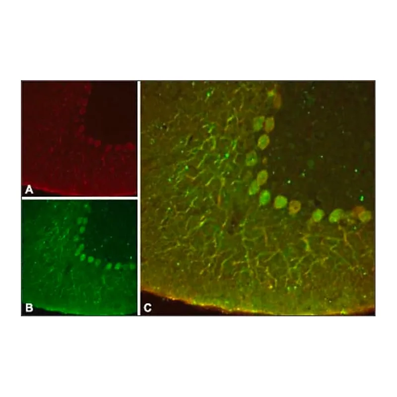 Merck Anti-Potassium Channel K2P4.1 (TRAAK) antibody produced in rabbit