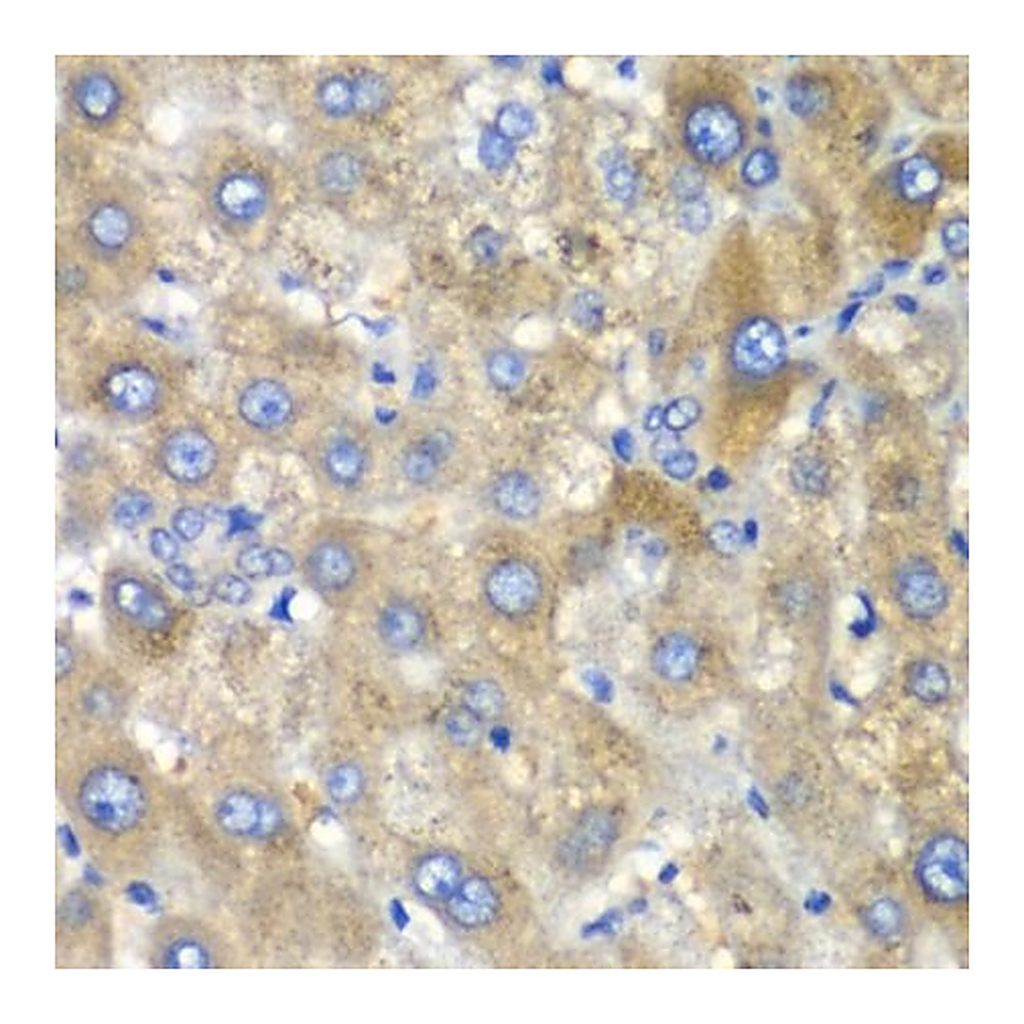 Merck Anti- TLK2 antibody produced in rabbit
