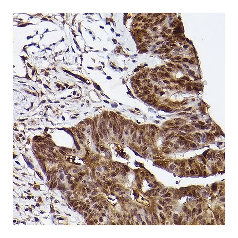 Merck Anti-ERK1 antibody produced in rabbit