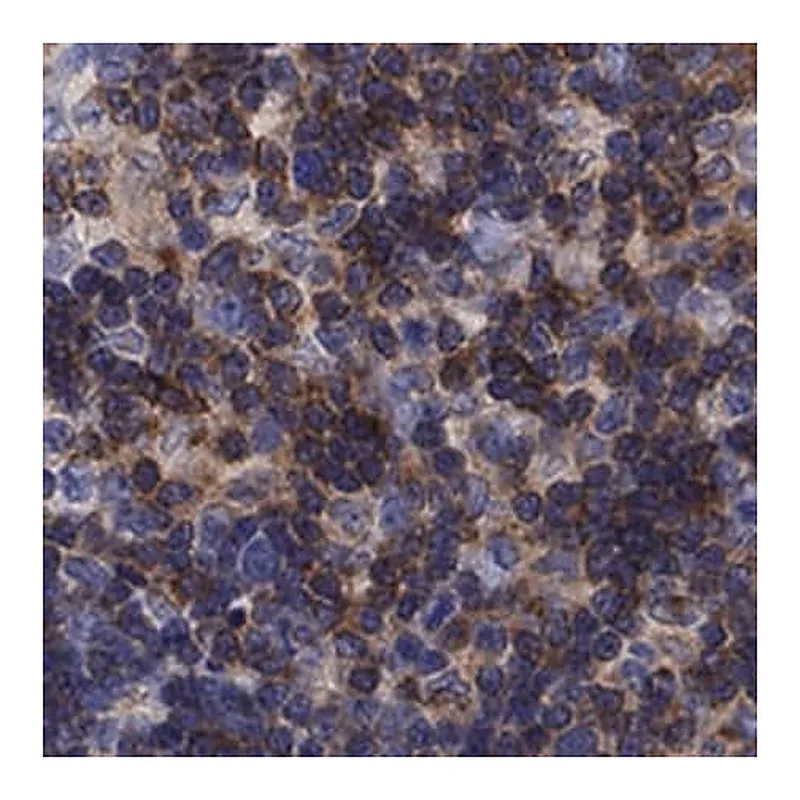 Merck Anti-PSD4 antibody produced in rabbit