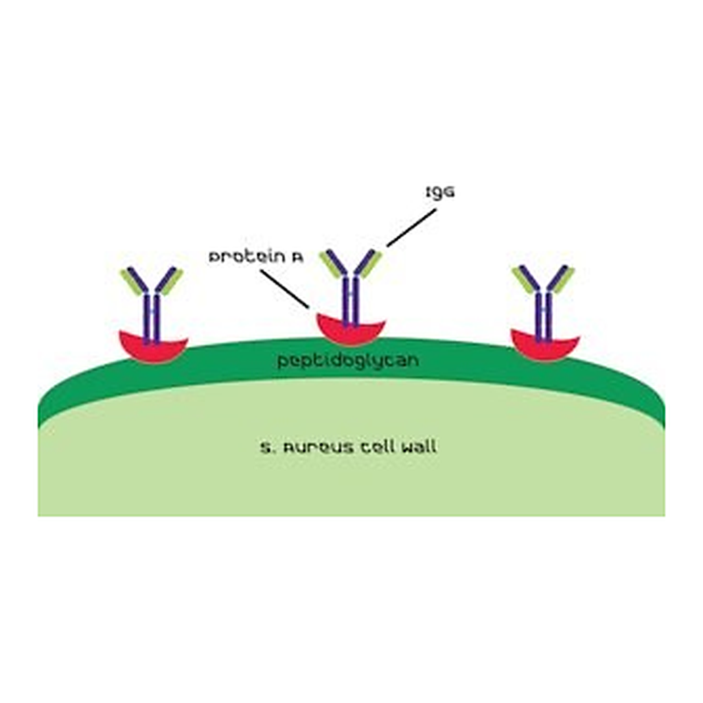 Merck PROTEIN A FROM STAPHYLOCOCCUS AUREUS, SO