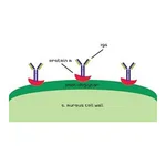 Merck PROTEIN A FROM STAPHYLOCOCCUS AUREUS, SO