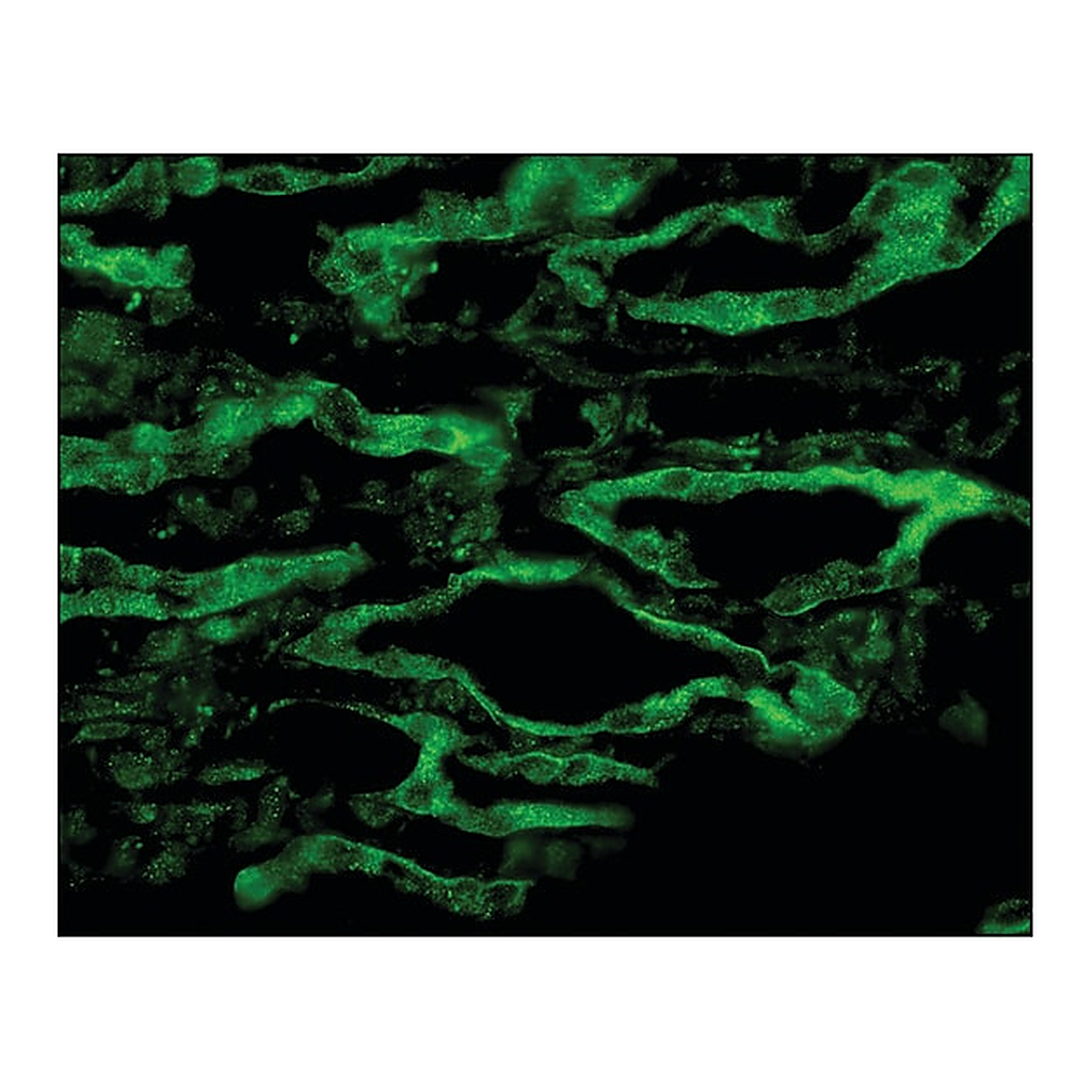Merck Anti-AQP4 antibody produced in rabbit