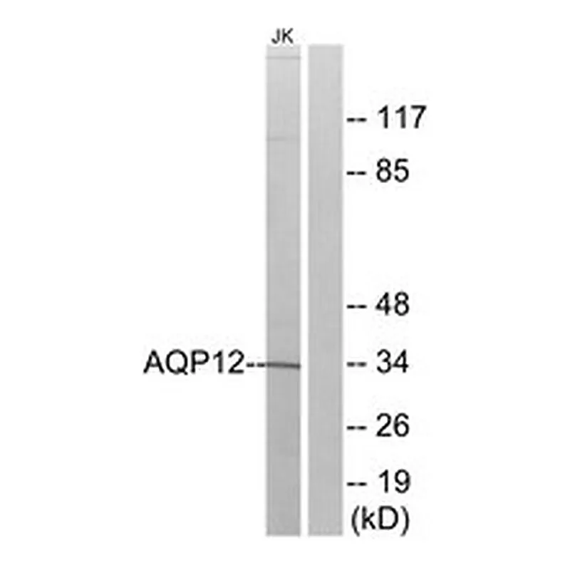 Merck ANTI-AQP12 ANTIBODY PRODUCED IN RABBIT