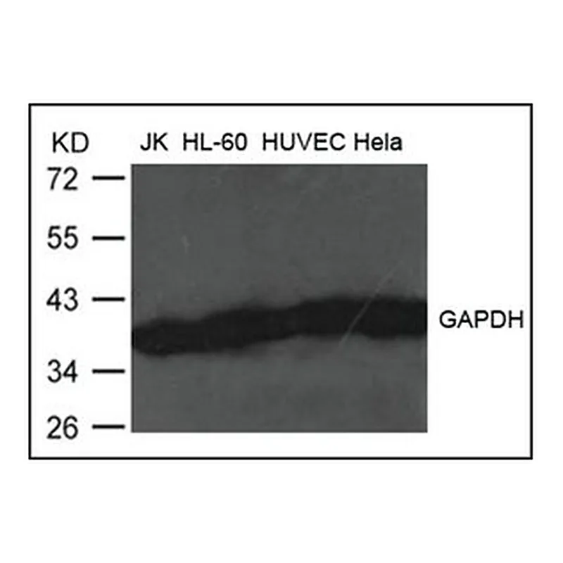 Merck ANTI-GAPDH