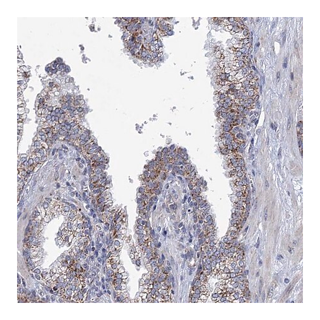 Merck Anti-NDUFC2 antibody produced in rabbit