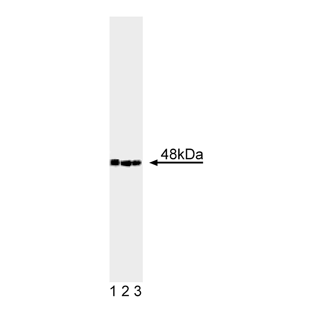 BD Purified Mouse Anti-CtBP2