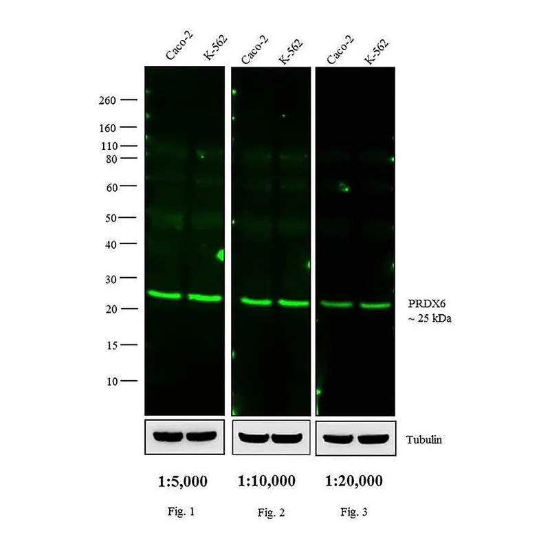 Thermo Fisher Scientific Goat anti-Rabbit IgG (H+L) Cross-Adsorbed Secondary Antibody, DyLight 800