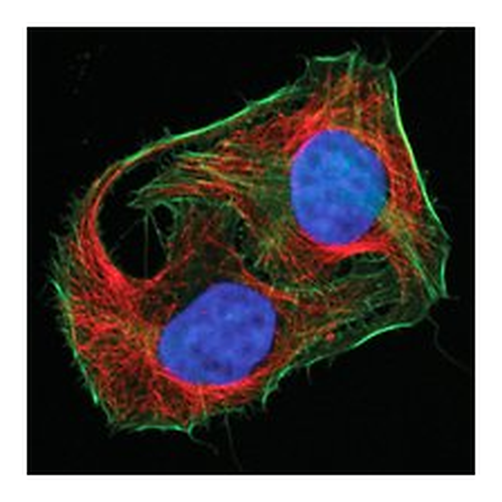Merck MIX-N-STAIN CF647 ANTIBODY LABELING KIT