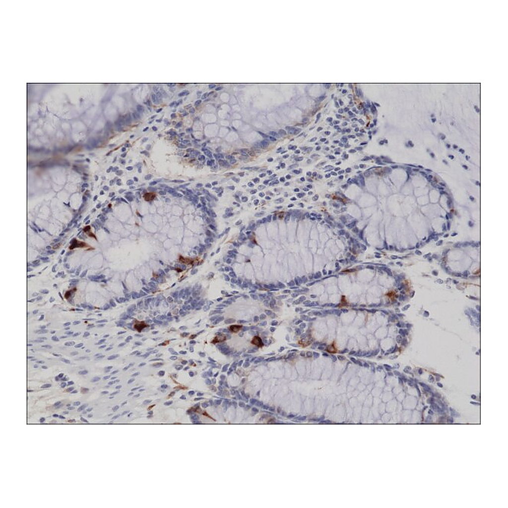 Merck Anti-Synaptophysin antibody, Rabbit monoclonal