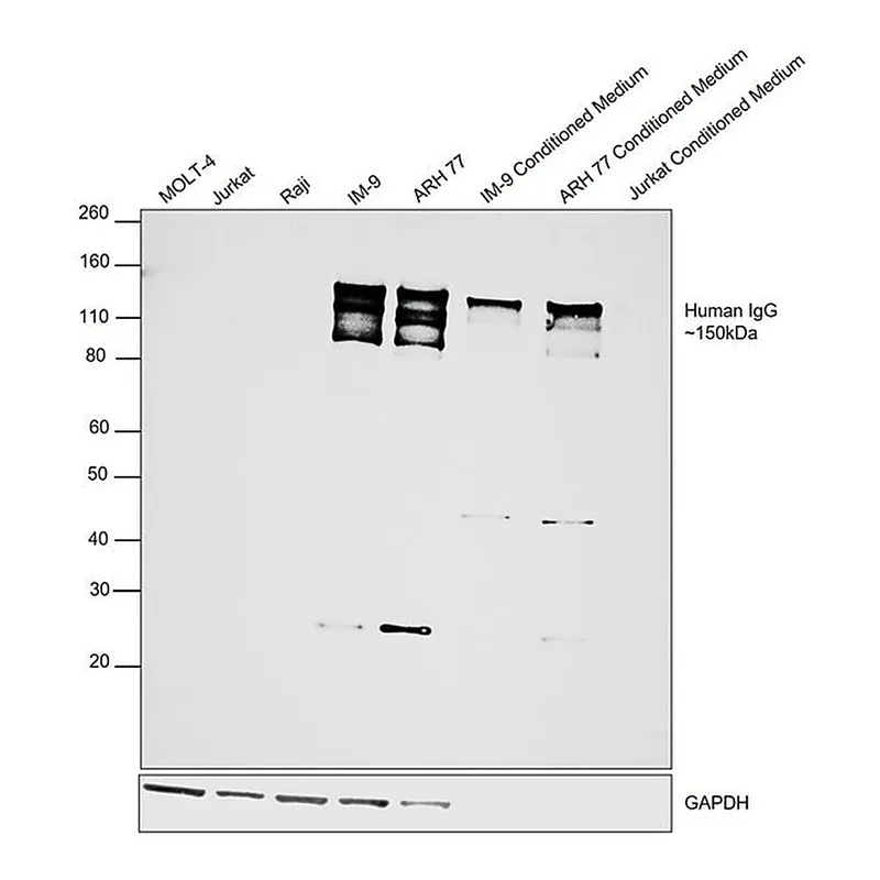 Thermo Fisher Scientific F(ab`)2-Goat anti-Human IgG (H+L) Cross-Adsorbed Secondary Antibody, HRP