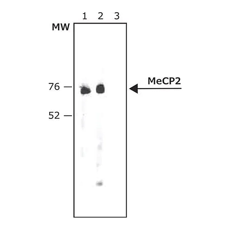 Merck Anti-MeCP2 antibody produced in rabbit