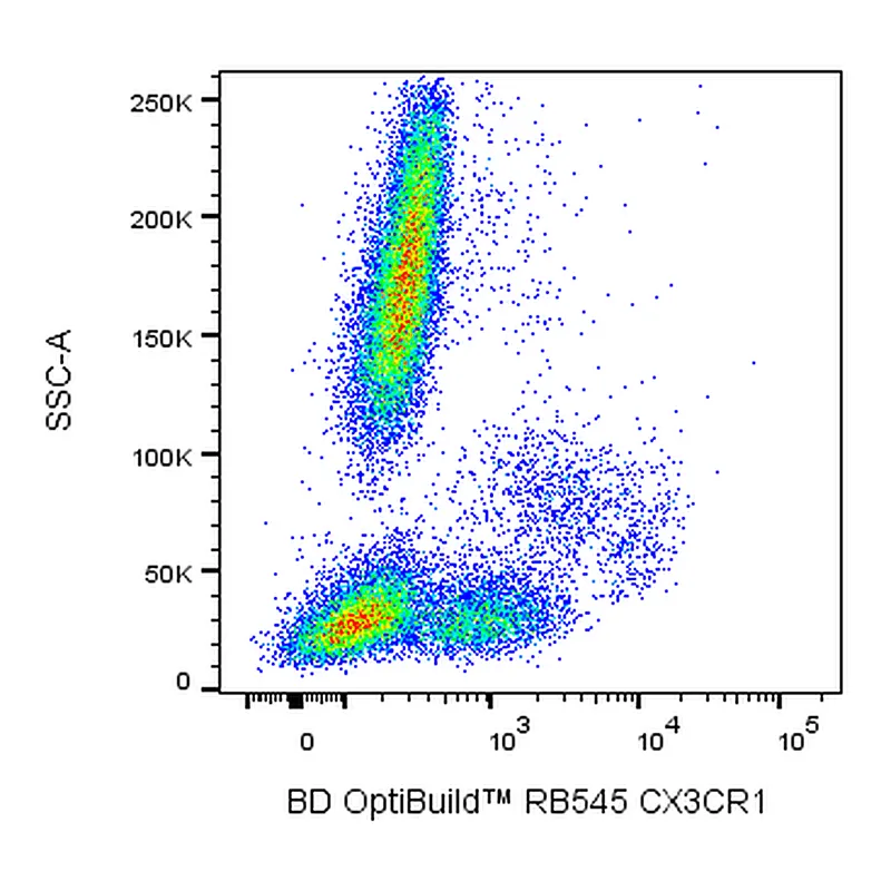 BD RB545 Rat Anti-Human CX3CR1