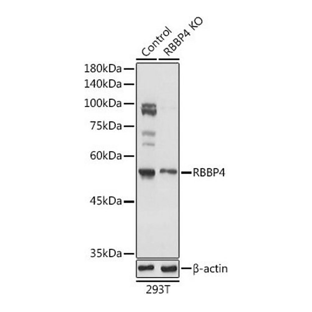 Merck Anti- RBBP4 antibody produced in rabbit