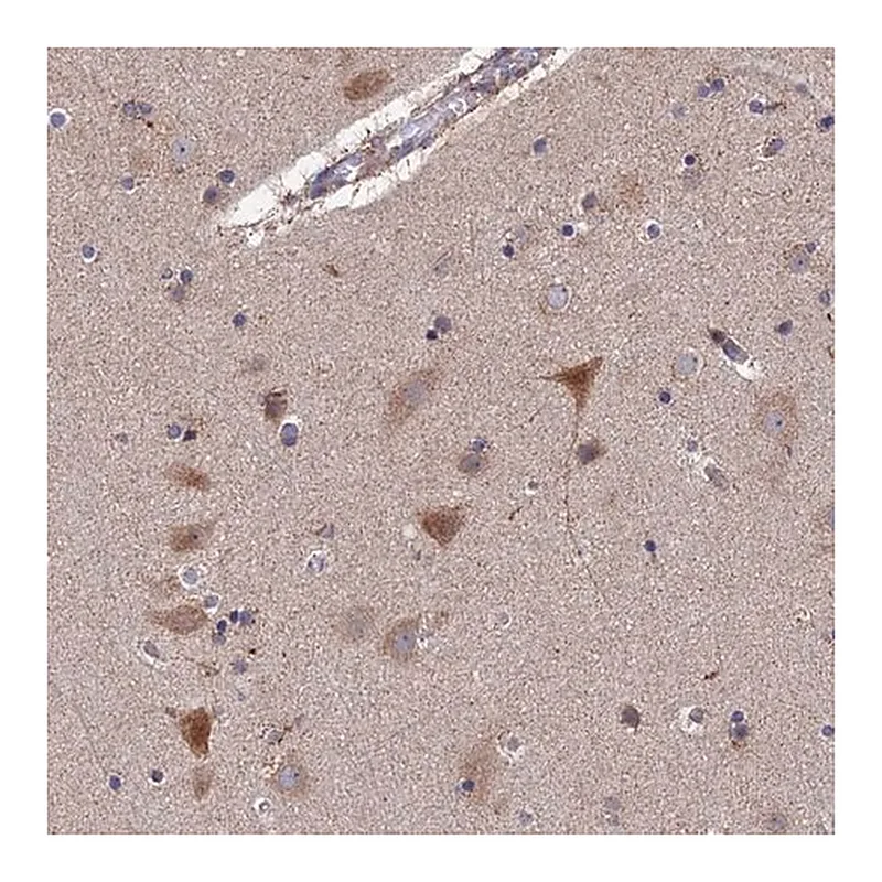 Merck Anti-RIC8B antibody produced in rabbit