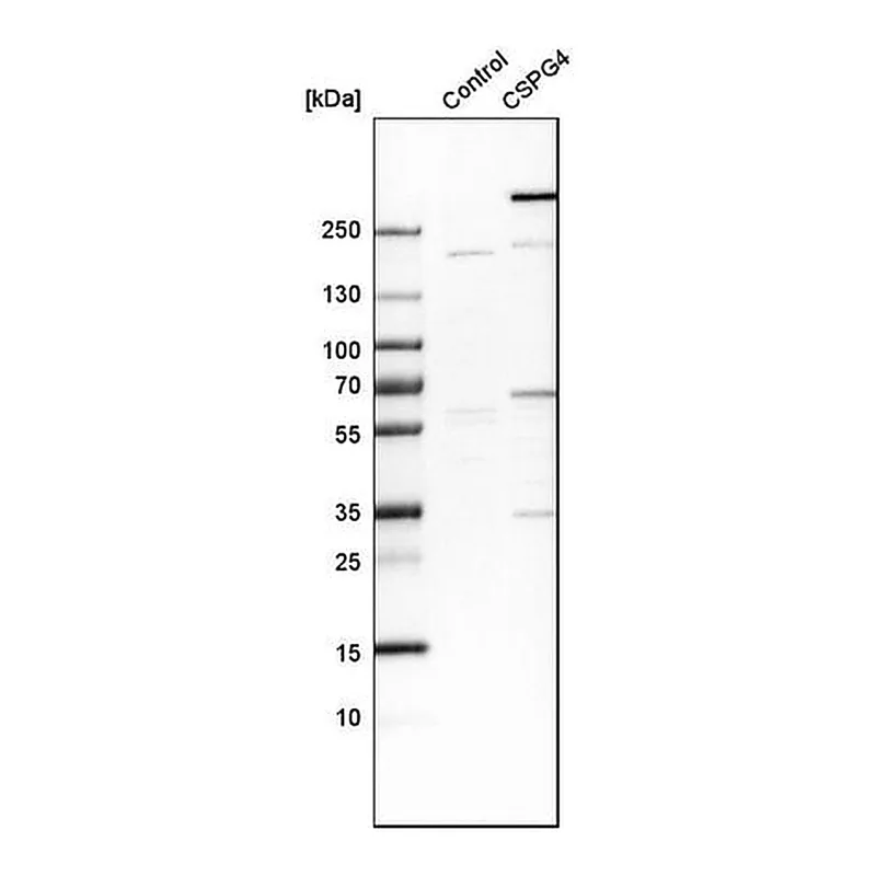 Merck Anti-CSPG4 antibody produced in rabbit
