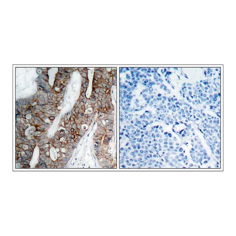 Merck Anti-ITGB3 (Ab-773) antibody produced in rabbit
