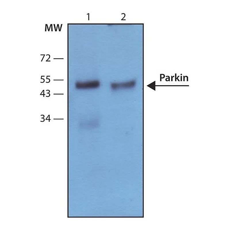 Merck Anti-Parkin antibody, Mouse monoclonal