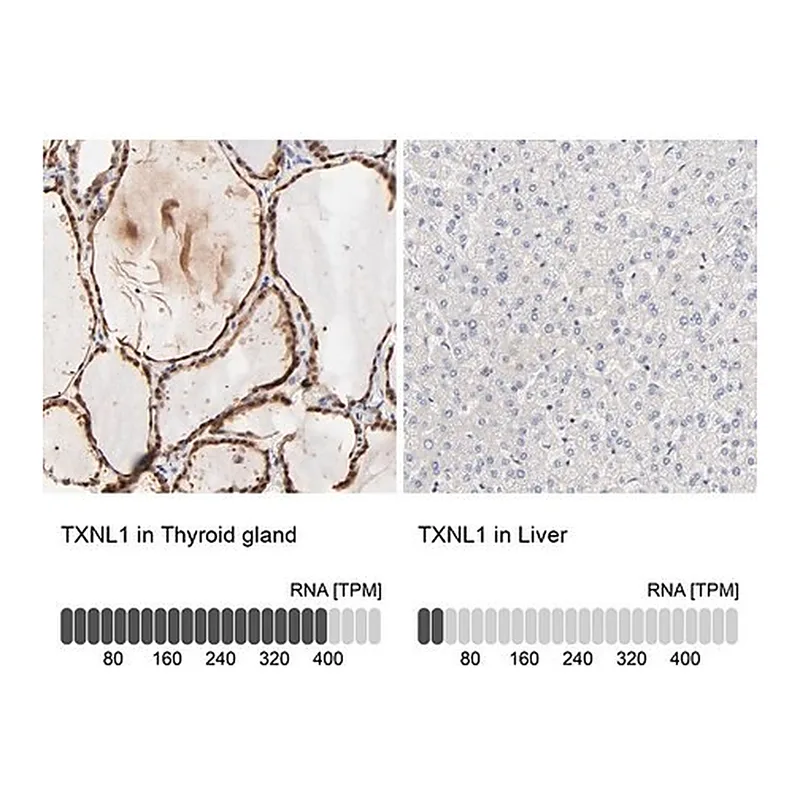 Merck Anti-TXNL1 antibody produced in rabbit
