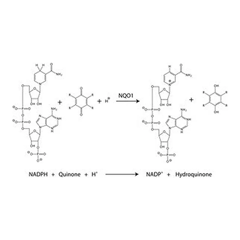Merck DT DIAPHORASE (NQO1) HUMAN, LYOPHILIZED&