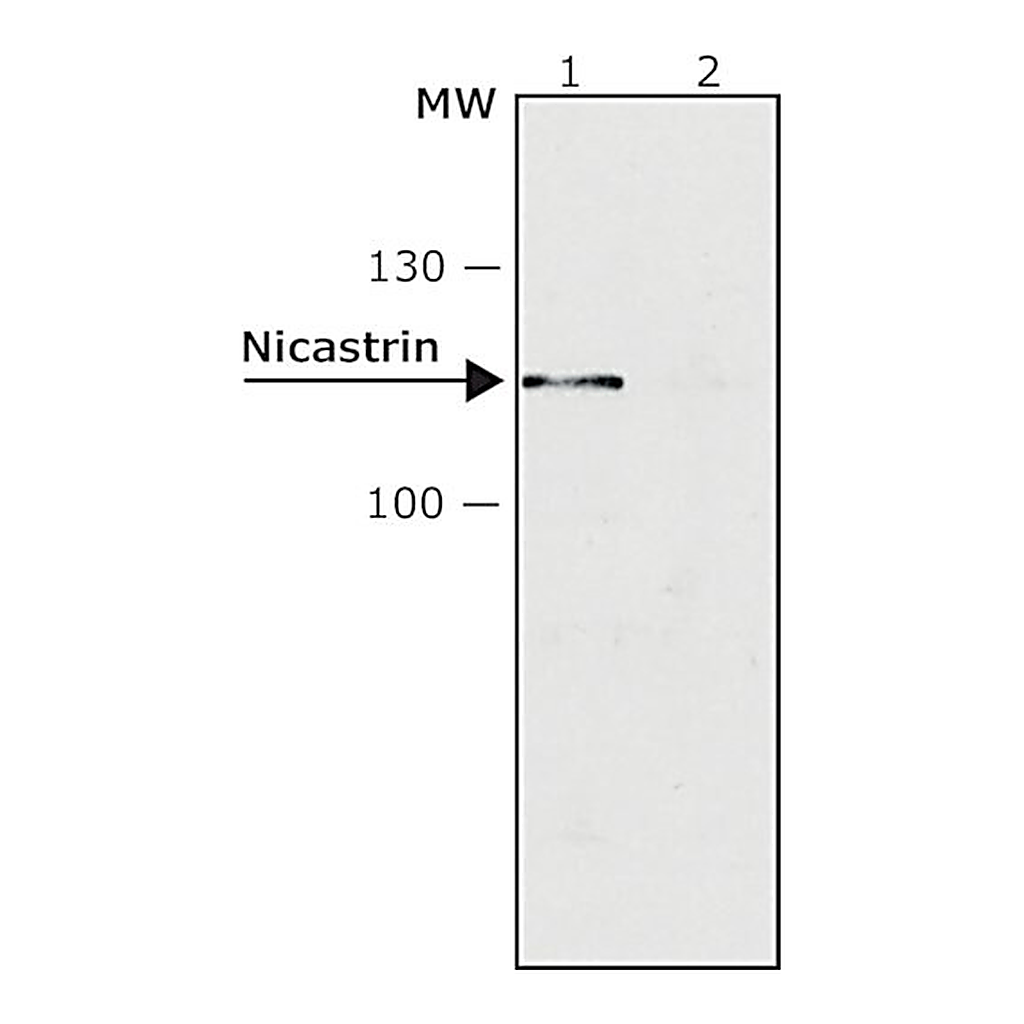 Merck ANTI-NICASTRIN, DEVELOPED IN RABBIT, IGG