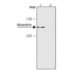 Merck ANTI-NICASTRIN, DEVELOPED IN RABBIT, IGG