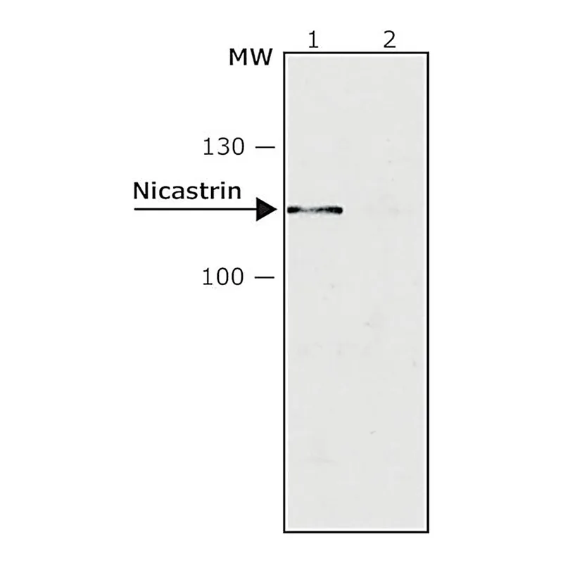 Merck ANTI-NICASTRIN, DEVELOPED IN RABBIT, IGG