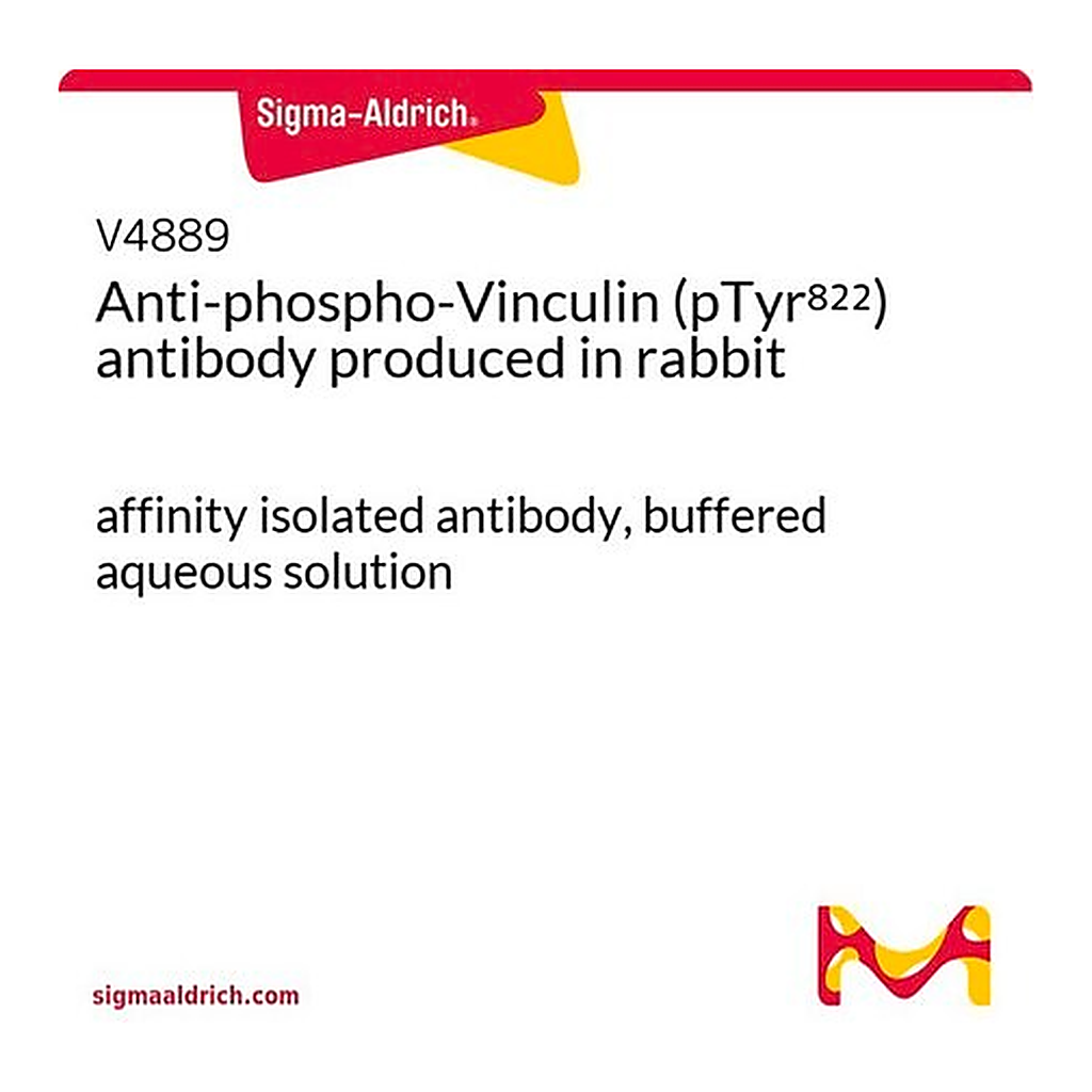 Merck Anti-phospho-Vinculin (pTyr822) antibody produced in rabbit